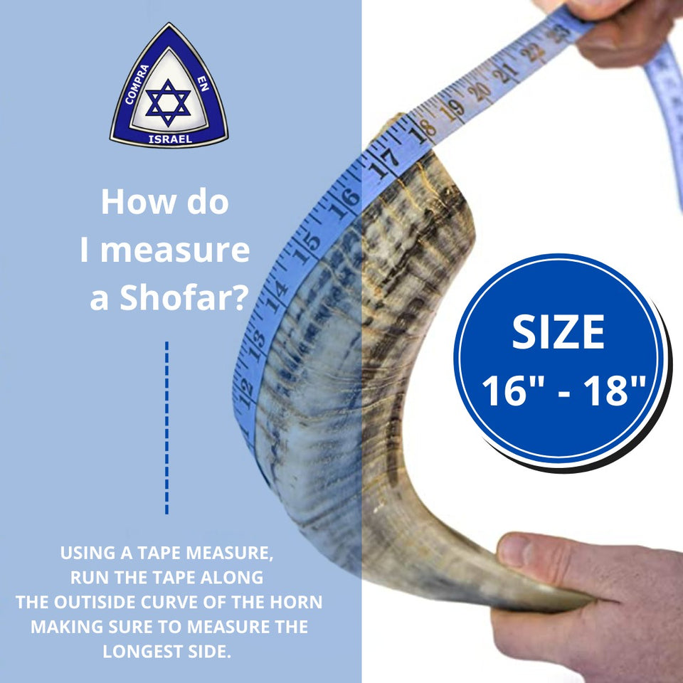 Shofar short natural Semi Polished size M 41CM - 46CM / 16" - 18" with Support