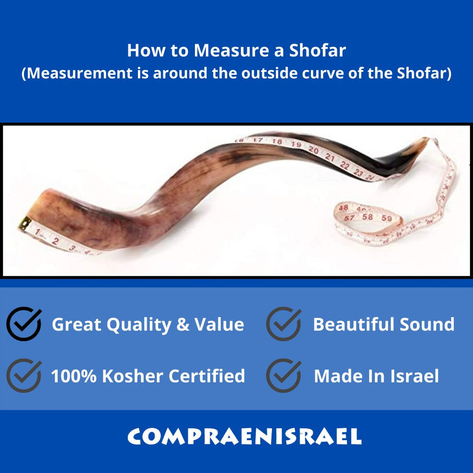 Shofar Yemenita Natural semi pulido talle XL 38-40PULGADAS / 97CM - 102CM con Soporte
