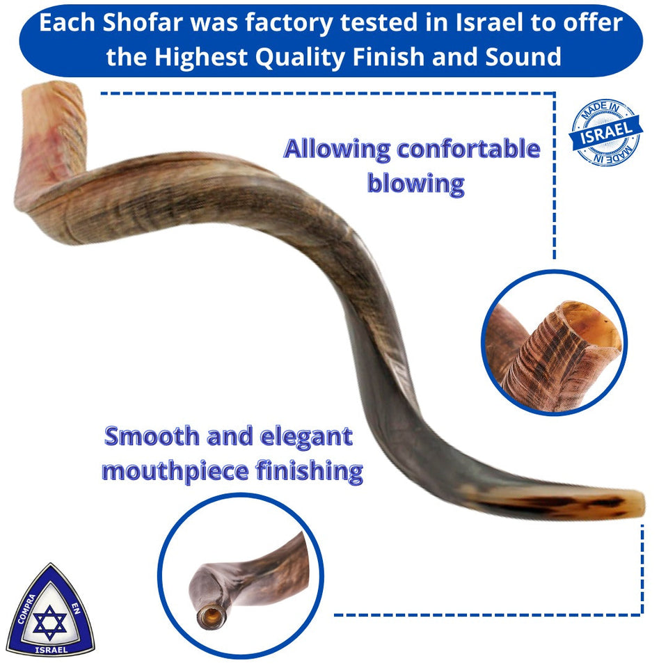 Shofar Yemenita Natural semi pulido talle XL 38-40PULGADAS / 97CM - 102CM con Soporte