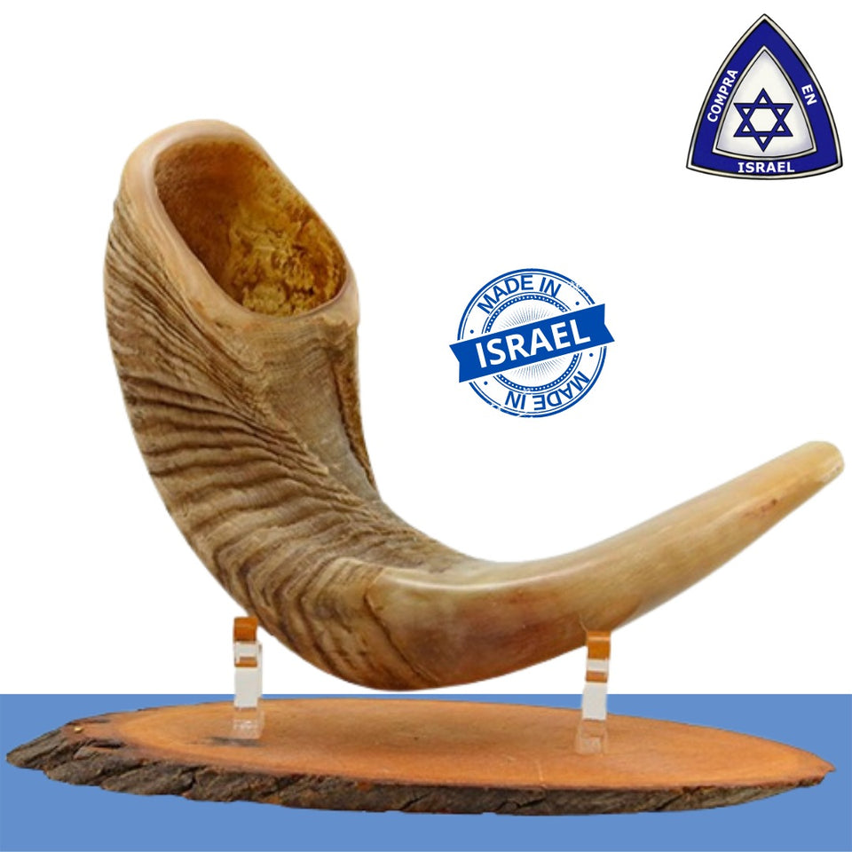 Shofar short natural Semi Polished size M 41CM - 46CM / 16" - 18" with Support