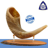 Shofar short natural Semi Polished size M 41CM - 46CM / 16" - 18" with Support