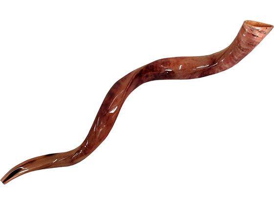 Shofar tipo Yemenita Natural pulido talle L - Compraenisrael