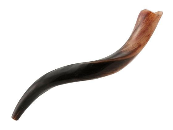 Shofar tipo Yemenita Natural pulido talle M - Compraenisrael