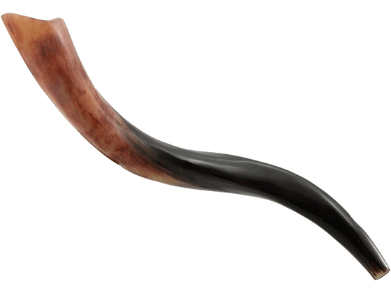 Shofar tipo Yemenita Natural pulido talle M - Compraenisrael