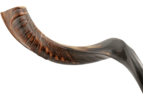 Shofar tipo Yemenita Natural semi pulido talle M - Compraenisrael