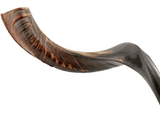 Shofar tipo Yemenita Natural semi pulido talle M - Compraenisrael