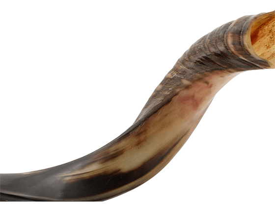 Shofar tipo Yemenita Natural semi pulido talle M - Compraenisrael
