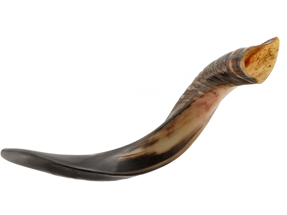 Shofar tipo Yemenita Natural semi pulido talle M - Compraenisrael