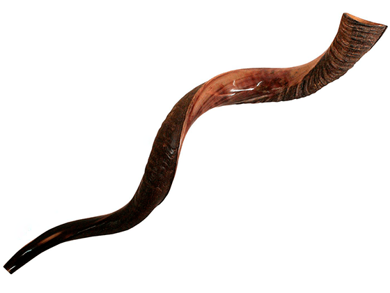Shofar tipo Yemenita Natural semi pulido talle XL - Compraenisrael