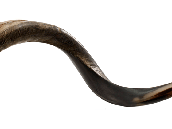 Shofar tipo Yemenita Natural semi pulido talle XL - Compraenisrael