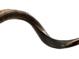 Shofar tipo Yemenita Natural semi pulido talle XL - Compraenisrael
