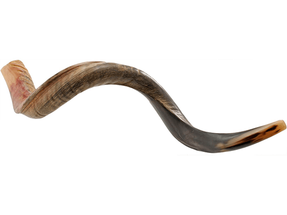 Shofar tipo Yemenita Natural semi pulido talle XL - Compraenisrael