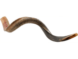 Shofar tipo Yemenita Natural semi pulido talle XL - Compraenisrael