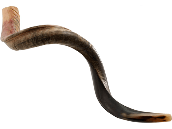 Shofar tipo Yemenita Natural semi pulido talle XL - Compraenisrael