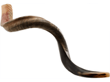 Shofar tipo Yemenita Natural semi pulido talle XL - Compraenisrael