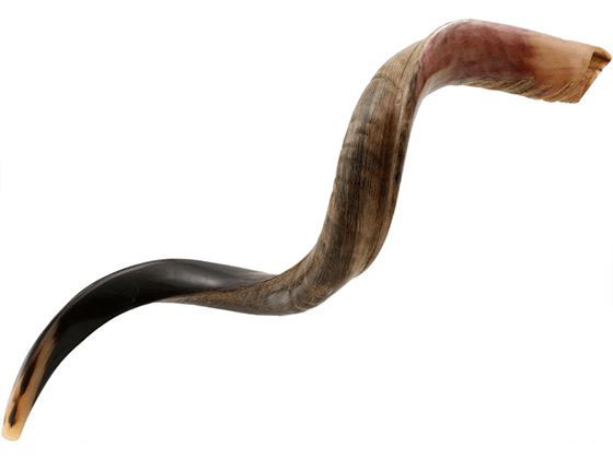 Shofar tipo Yemenita Natural semi pulido talle XL - Compraenisrael