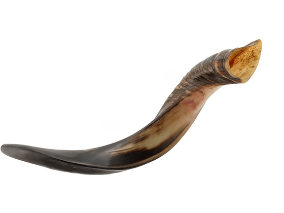Shofar tipo Yemenita Natural semi pulido talle S - Compraenisrael