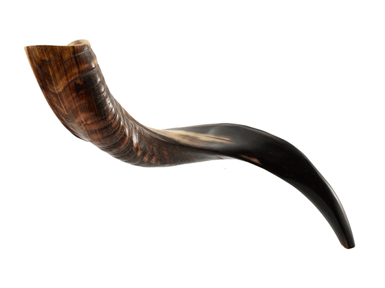 Shofar tipo Yemenita Natural semi pulido talle S - Compraenisrael