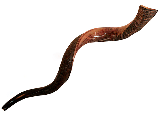 Shofar tipo Yemenita Natural semi pulido talle XXL - Compraenisrael