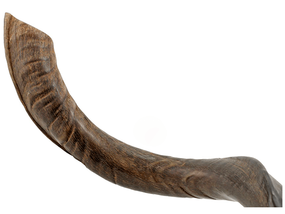 Shofar tipo Yemenita Natural sin pulir talle L - Compraenisrael