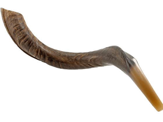 Shofar tipo Yemenita Natural sin pulir talle XL - Compraenisrael