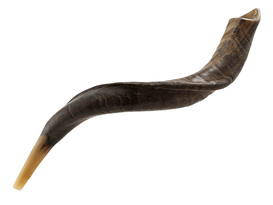 Shofar tipo Yemenita Natural sin pulir talle S - Compraenisrael