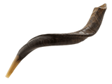 Shofar tipo Yemenita Natural sin pulir talle S - Compraenisrael
