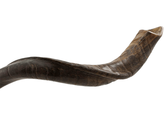 Shofar tipo Yemenita Natural sin pulir talle S - Compraenisrael