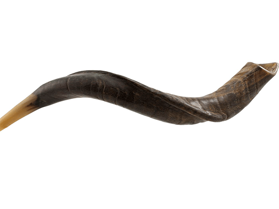 Shofar tipo Yemenita Natural sin pulir talle S - Compraenisrael