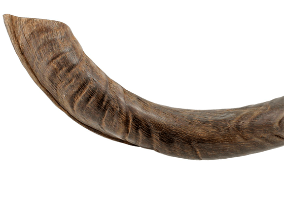 Shofar tipo Yemenita Natural sin pulir talle XXL - Compraenisrael