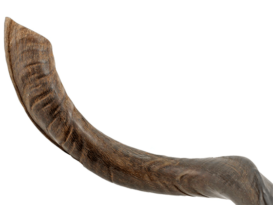 Shofar tipo Yemenita Natural sin pulir talle XXL - Compraenisrael