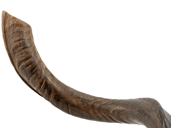 Shofar tipo Yemenita Natural sin pulir talle XL - Compraenisrael