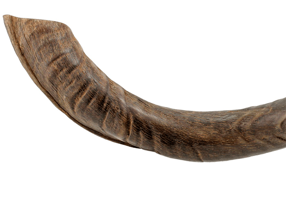 Shofar tipo Yemenita Natural sin pulir talle XL - Compraenisrael