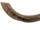 Shofar tipo Yemenita Natural sin pulir talle XL - Compraenisrael