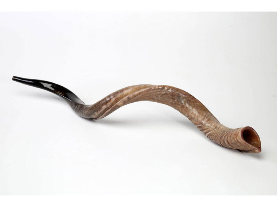 Shofar tipo Yemenita Natural semi pulido talle XXL Jumbo 51-53" con bolsa