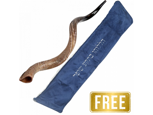 Semi-polished Natural Yemenite Shofar size XXL