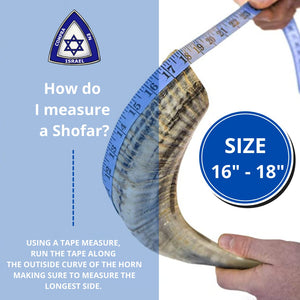 Semi Polished natural short shofar size M 41CM - 46CM / 16" - 18"