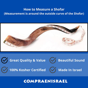 Natural Yemenite Shofar semi polished size XL 38-40INCHES / 97CM - 102CM with Stand