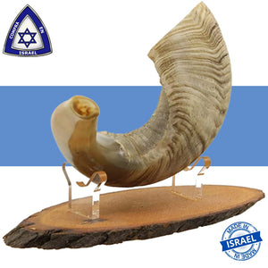 Shofar short natural Semi Polished size M 41CM - 46CM / 16" - 18" with Support