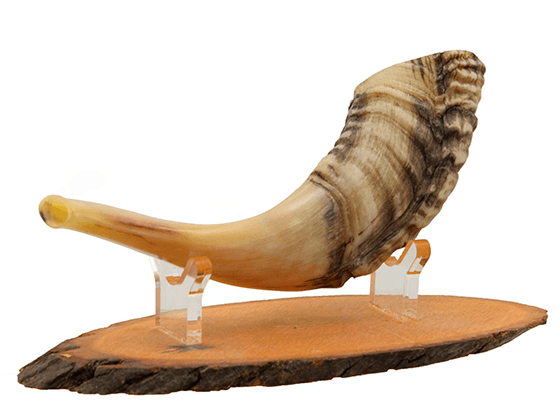 Shofar corto natural Semi Pulido talle S - Compraenisrael