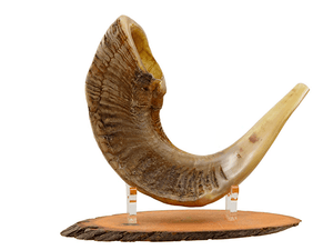 Shofar corto natural Sin Pulir talle L - Compraenisrael