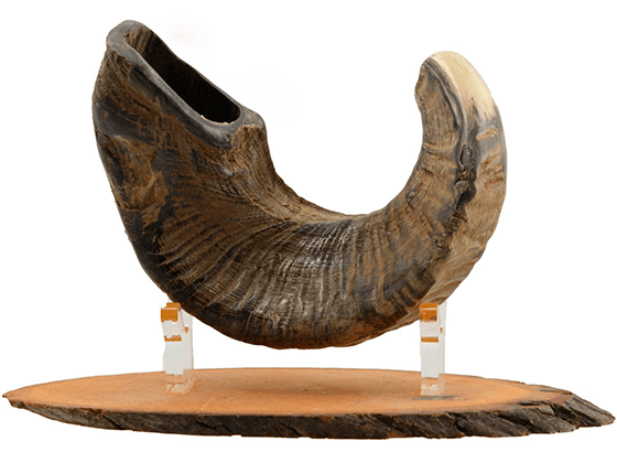 Shofar corto natural Sin Pulir talle S - Compraenisrael